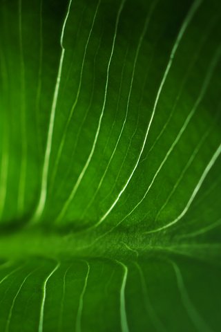 Обои текстура, цвет, лист, прожилки, зеленый лист, texture, color, sheet, veins, green leaf разрешение 1920x1200 Загрузить