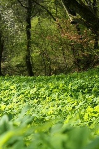 Обои трава, деревья, зелень, лес, лето, поляна, grass, trees, greens, forest, summer, glade разрешение 2048x1280 Загрузить