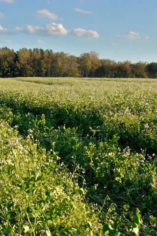 Обои лес, зелёный, поле, forest, green, field разрешение 2048x1280 Загрузить