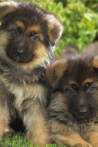 Обои щенки, собаки, немецкая овчарка, puppies, dogs, german shepherd разрешение 1920x1200 Загрузить