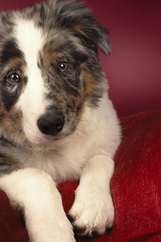 Обои собака, щенок, австралийская овчарка, dog, puppy, australian shepherd разрешение 1920x1200 Загрузить