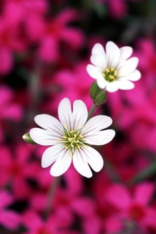 Обои цветы, лепестки, розовые, белые, flowers, petals, pink, white разрешение 1920x1080 Загрузить