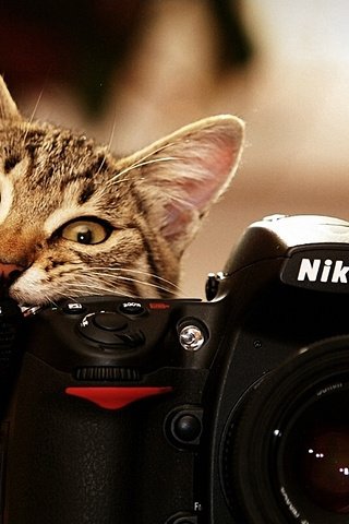 Обои усы, кошка, взгляд, фотограф, как, mustache, cat, look, photographer, as разрешение 1920x1080 Загрузить