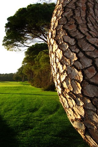 Обои трава, деревья, дерево, зелень, вид, лето, газон, ствол дерева, grass, trees, tree, greens, view, summer, lawn, the trunk of the tree разрешение 1920x1200 Загрузить