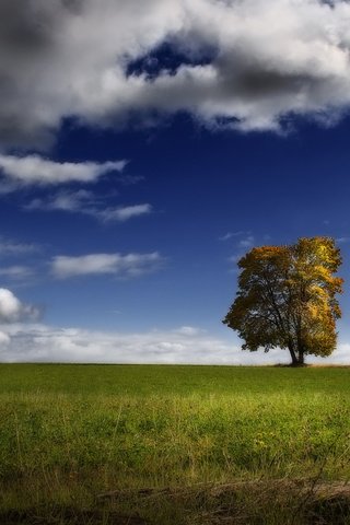 Обои небо, облака, дерево, пейзаж, поле, the sky, clouds, tree, landscape, field разрешение 1920x1080 Загрузить