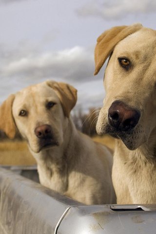 Обои небо, облака, лабрадор, собаки, багажник, близнецы, лабрадор ретривер, the sky, clouds, labrador, dogs, the trunk, gemini, labrador retriever разрешение 1920x1200 Загрузить