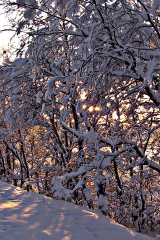 Обои деревья, снег, зима, ветки, trees, snow, winter, branches разрешение 1920x1080 Загрузить