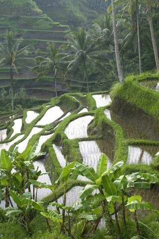 Обои пейзаж, пальмы, индонезия, бали, рисовые террасы, landscape, palm trees, indonesia, bali, rice terraces разрешение 1920x1080 Загрузить