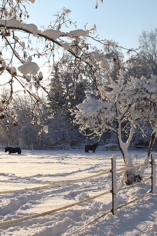 Обои деревья, снег, зима, лошади, trees, snow, winter, horse разрешение 1920x1080 Загрузить