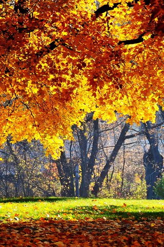 Обои деревья, природа, листья, парк, осень, листопад, trees, nature, leaves, park, autumn, falling leaves разрешение 1920x1080 Загрузить