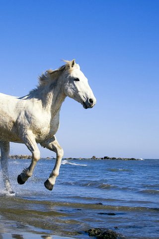 Обои лошадь, вода, берег, море, конь, horse, water, shore, sea разрешение 1920x1200 Загрузить