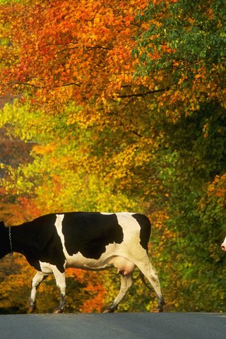 Обои дорога, деревья, осень, коровы, домашний скот, road, trees, autumn, cows, livestock разрешение 1920x1080 Загрузить