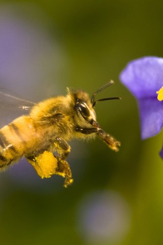 Обои насекомое, цветок, лепестки, крылья, тычинки, пчела, insect, flower, petals, wings, stamens, bee разрешение 1920x1080 Загрузить