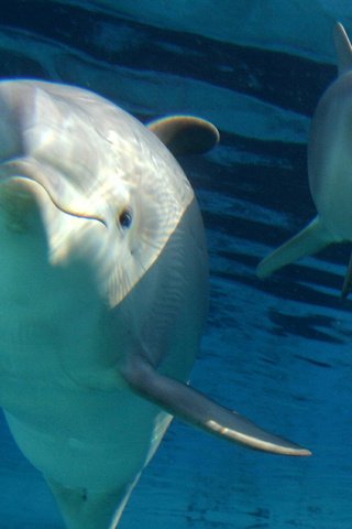 Обои животные, дельфины, дельфин, подводный мир, animals, dolphins, dolphin, underwater world разрешение 1920x1080 Загрузить