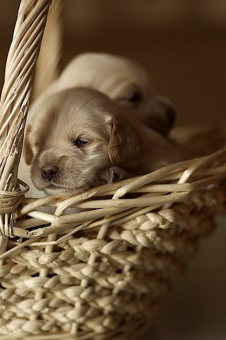 Обои корзина, щенки, малыши, собаки, маленькие, лабрадор ретривер, basket, puppies, kids, dogs, small, labrador retriever разрешение 1920x1200 Загрузить