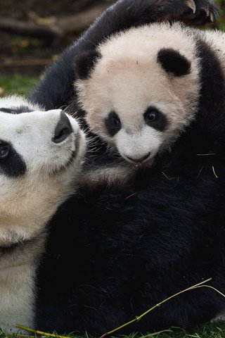 Обои панда, медвежонок, бамбуковый медведь, большая панда, медьведь, panda, bear, bamboo bear, the giant panda, medved разрешение 1920x1080 Загрузить