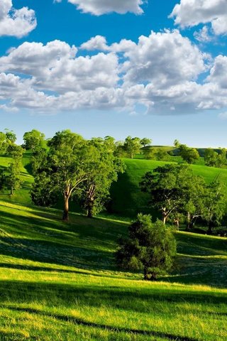 Обои небо, луга, облака, деревья, холмы, зелень, пейзаж, лето, тени, the sky, meadows, clouds, trees, hills, greens, landscape, summer, shadows разрешение 1920x1200 Загрузить