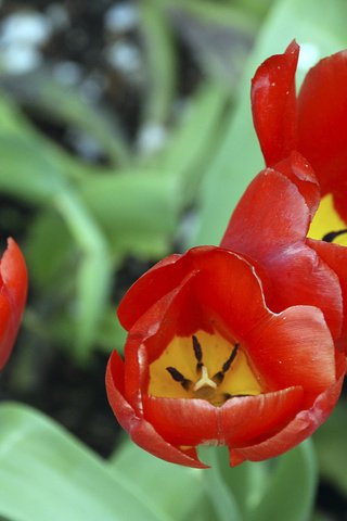 Обои тюльпан, tulip разрешение 1920x1200 Загрузить