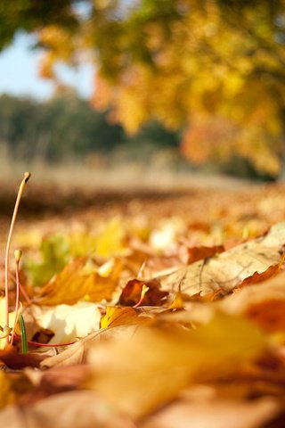 Обои природа, листья, осень, осенние листья, nature, leaves, autumn, autumn leaves разрешение 1920x1200 Загрузить