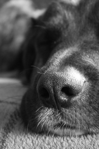 Обои морда, чёрно-белое, собака, спит, друг, нос, face, black and white, dog, sleeping, each, nose разрешение 2560x1600 Загрузить