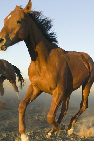 Обои природа, животные, лошади, кони, бег, лошадки, nature, animals, horse, horses, running разрешение 1920x1080 Загрузить