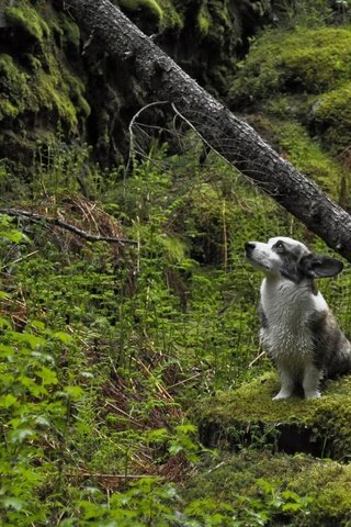 Обои природа, дерево, лес, собака, мох, собака в лесу, nature, tree, forest, dog, moss, the dog in the woods разрешение 1920x1200 Загрузить