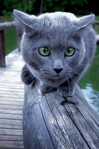 Обои кот, мост, зеленые глаза, осторожность, cat, bridge, green eyes, caution разрешение 2560x1600 Загрузить