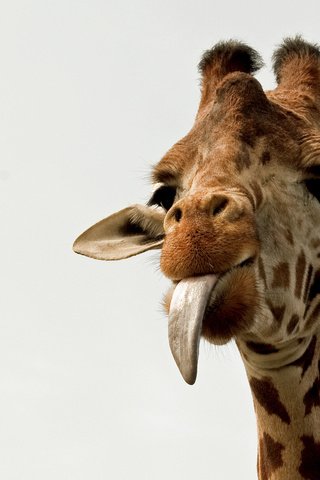 Обои животное, язык, жираф, рожки, шея, animal, language, giraffe, horns, neck разрешение 1920x1200 Загрузить