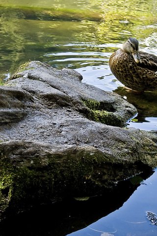 Обои вода, природа, камень, птица, клюв, перья, утка, water, nature, stone, bird, beak, feathers, duck разрешение 1920x1200 Загрузить