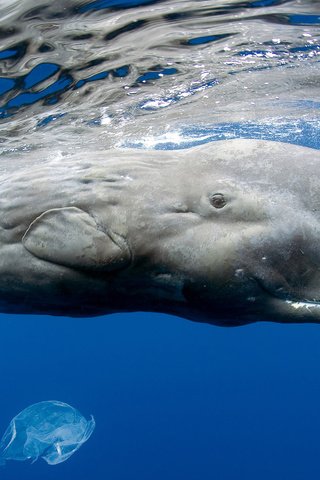 Обои море, кит, кашалот, sea, kit, sperm whale разрешение 1920x1200 Загрузить