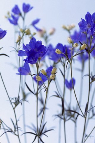 Обои цветы, синее, васильки, flowers, blue, cornflowers разрешение 1920x1080 Загрузить