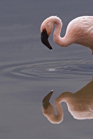 Обои вода, отражение, фламинго, птица, клюв, шея, flamingos, water, reflection, flamingo, bird, beak, neck разрешение 1920x1200 Загрузить