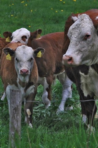 Обои трава, ограждение, одуванчики, корова, коровы, телята, grass, the fence, dandelions, cow, cows, calves разрешение 1920x1200 Загрузить