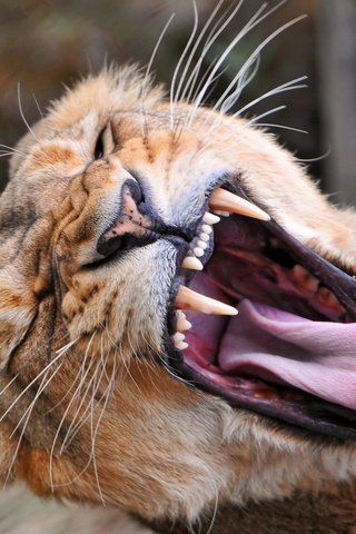 Обои морда, зубы, лев, язык, пасть, львица, львица зевает, face, teeth, leo, language, mouth, lioness, a lioness yawns разрешение 1920x1200 Загрузить