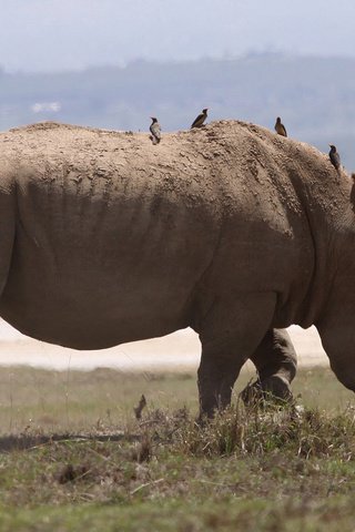 Обои природа, животное, носорог, млекопетающее, непарнокопытное, nature, animal, rhino, mlekopitayuschie, equine разрешение 1920x1200 Загрузить