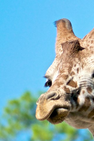 Обои морда, животное, жираф, face, animal, giraffe разрешение 1920x1200 Загрузить