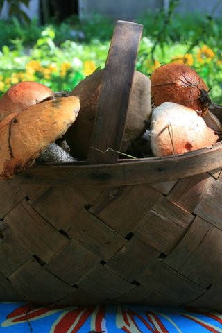 Обои природа, осень, грибы, корзина, грибы в лукошке, nature, autumn, mushrooms, basket, mushrooms in a basket разрешение 1920x1280 Загрузить