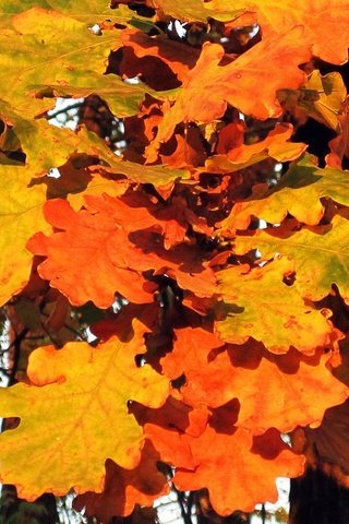 Обои деревья, природа, листья, осень, дуб, осенние листья, дубовый лист, trees, nature, leaves, autumn, oak, autumn leaves разрешение 1920x1200 Загрузить