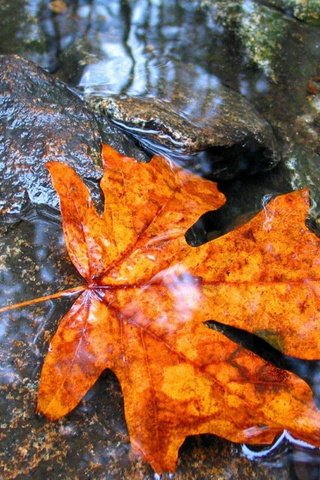 Обои вода, камни, листья, осень, лист, клен, мокрый, water, stones, leaves, autumn, sheet, maple, wet разрешение 1920x1200 Загрузить