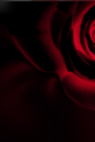 Обои роза, черный фон, инверсия, rose, black background, inversion разрешение 2560x1600 Загрузить