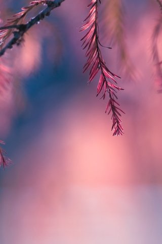 Обои листья, макро, розовый, боке, веточки, leaves, macro, pink, bokeh, twigs разрешение 1920x1277 Загрузить