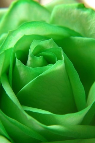 Обои цветок, роза, beautiful nature wallpapers, цветком, грин, зеленая роза, flower, rose, green, green rose разрешение 1920x1421 Загрузить