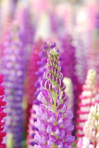 Обои цветы, размытость, красивые, люпины, крупным планом, flowers, blur, beautiful, lupins, closeup разрешение 1920x1285 Загрузить