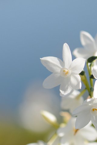 Обои белый, нарцисс, white, narcissus разрешение 1920x1275 Загрузить