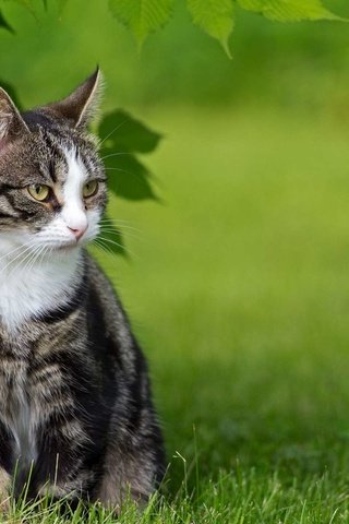 Обои трава, природа, зелень, кот, кошка, полосатая, grass, nature, greens, cat, striped разрешение 1920x1200 Загрузить