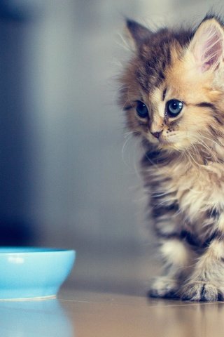 Обои котенок, миска, дейзи, обои c ben torode, kitty, bowl, daisy, wallpapers ben torode c разрешение 1920x1200 Загрузить