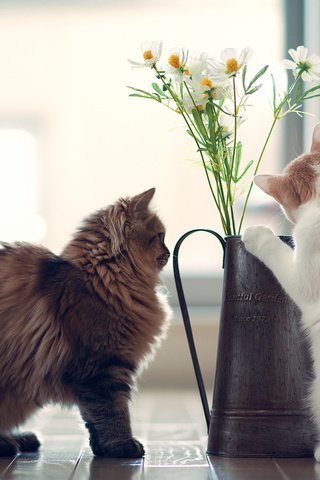 Обои цветы, букет, котята, шалунишки, flowers, bouquet, kittens, mcnaughty разрешение 1920x1200 Загрузить