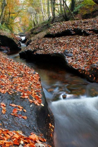 Обои деревья, лес, ручей, осень, листопад, осенние листья, trees, forest, stream, autumn, falling leaves, autumn leaves разрешение 1920x1200 Загрузить