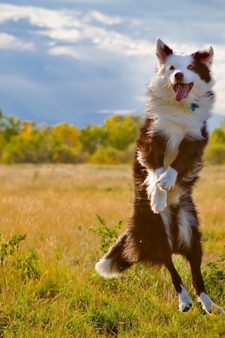 Обои поле, собака, прыжок, язык, бордер-колли, field, dog, jump, language, the border collie разрешение 1920x1280 Загрузить