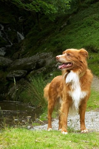 Обои трава, природа, собака, пес, новошотландский ретривер, grass, nature, dog, nova scotia duck tolling retriever разрешение 1920x1200 Загрузить